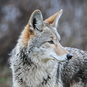Coyote Control & Removal