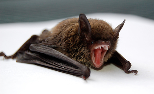 Brown Bat Baring Teeth