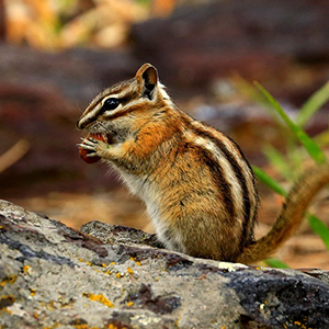 Approaches to controlling chipmunks