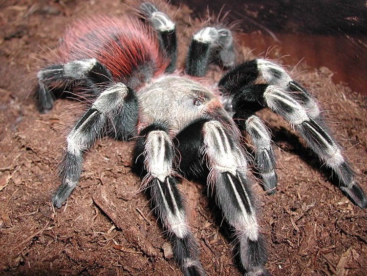 giant spider eating a snake is absolutely horrifying