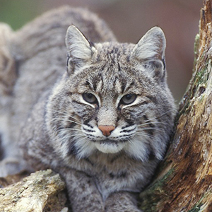 A nearby place called Bobcat Alley and how it's become safer for its  namesake 