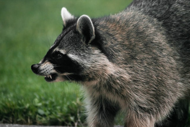 Feral Raccoon