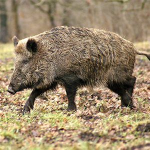 Brown and black wild hog in forest