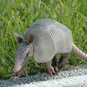 Armadillos - What They Are and How to Get Rid of Them