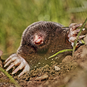 Mole Removal & Control