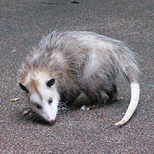 Opossum Removal