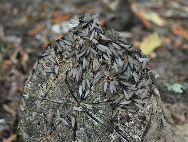 Winged termite swarm on a log