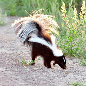 skunk removal